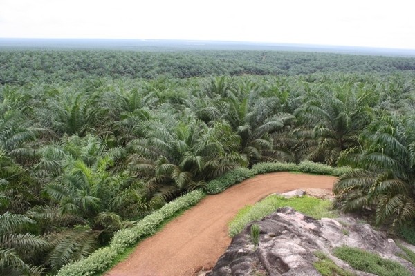 daerah penghasil kelapa di sawit Indonesia