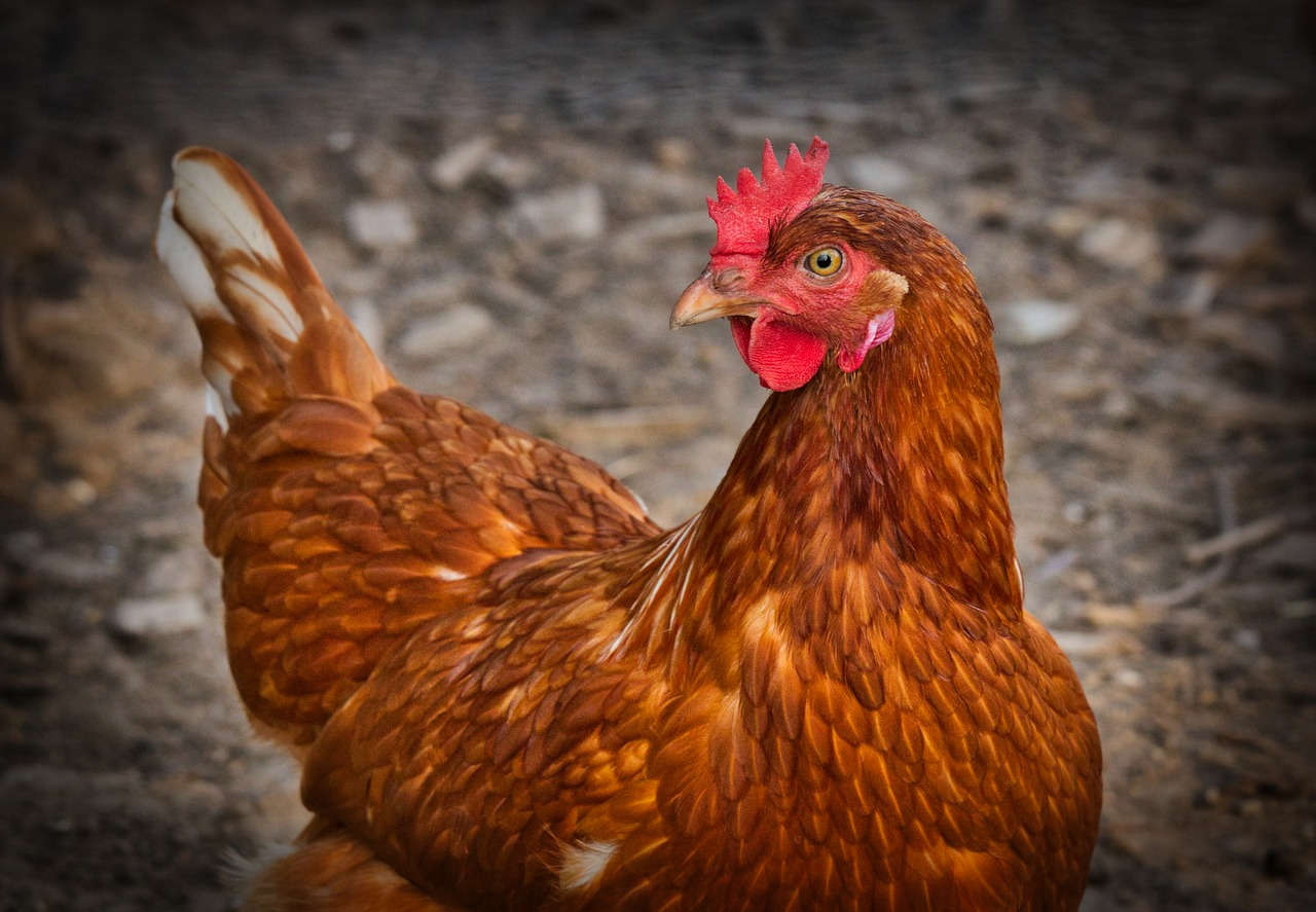 Cara Ternak Ayam Jawa Super, Menjanjikan untuk Pemula - Agrozine