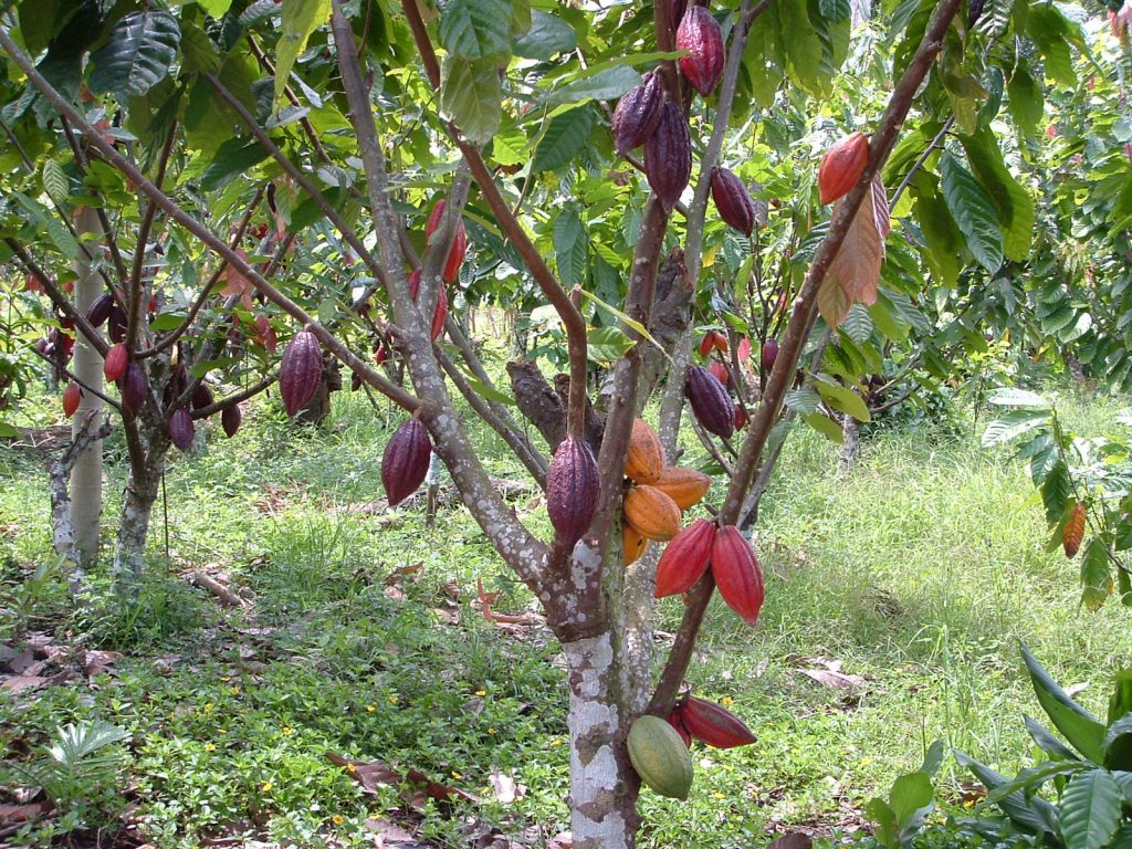 Panduan Lengkap Cara Budidaya Tanaman Kakao - Agrozine