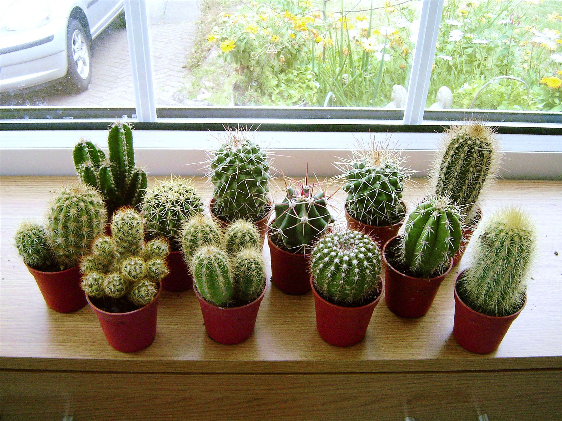 7 Jenis Kaktus Mini  Cantik yang Mudah Dirawat Agrozine