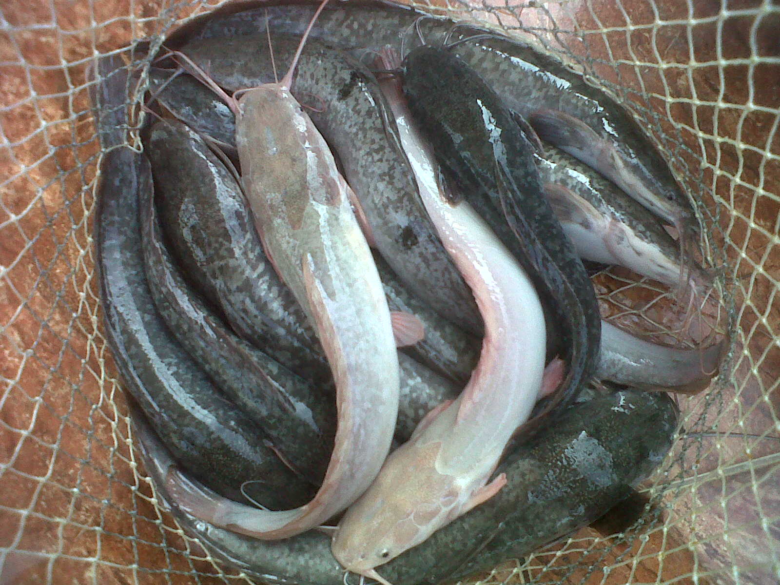 5 Jenis Ikan Lele yang Populer Dibudidayakan Agrozine