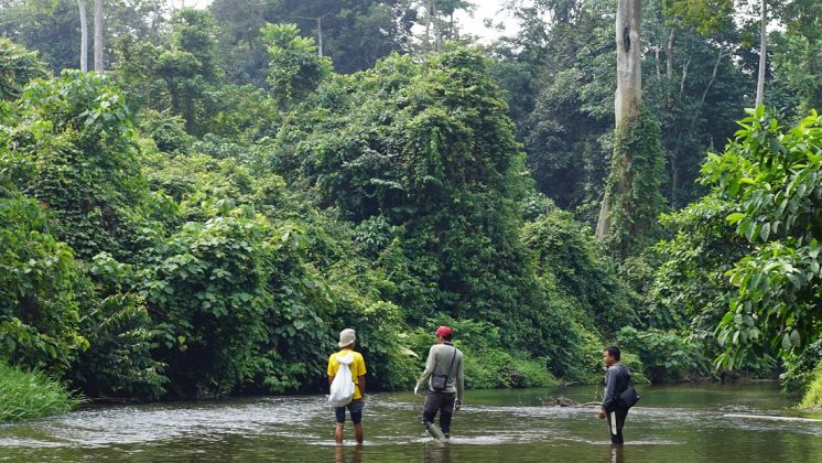 Keindahan Alam Taman Nasional Bukit Tigapuluh