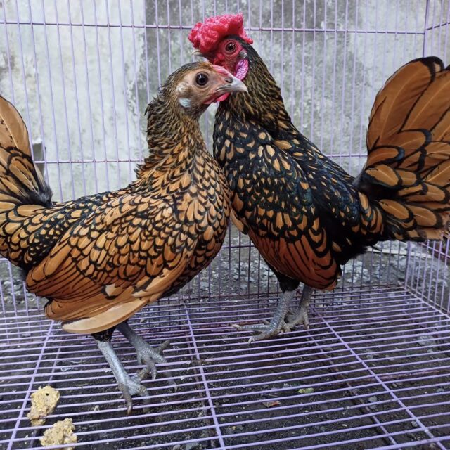 Ini Dia Tips Memelihara Ayam Hias Bagi Pemula