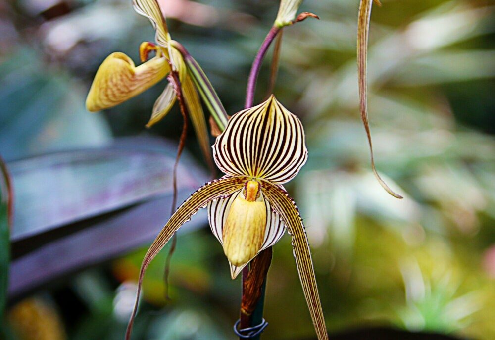 Rothschild Orchid