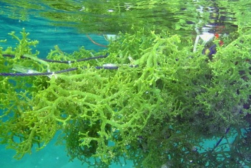 Mengenal Metode Pengolahan Karaginan Dari Rumput Laut Agrozine