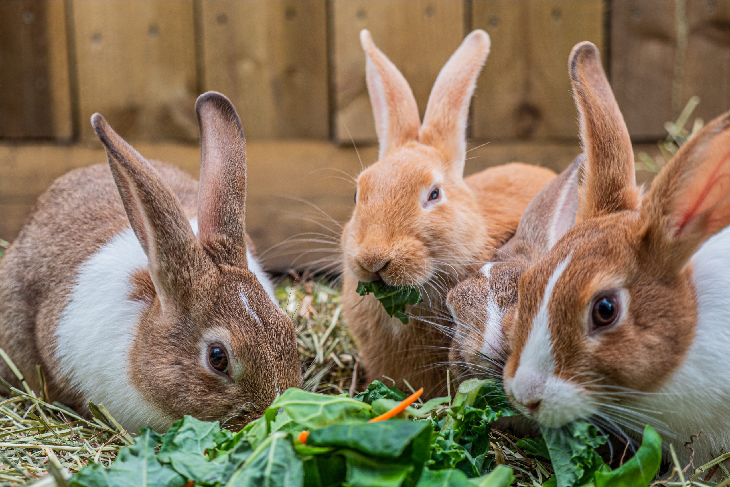 Можно давать кроликам капусту. Кролики. Кролики домашние. Семья кроликов. Кролик дома.