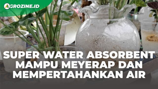 Super Water Absorbent